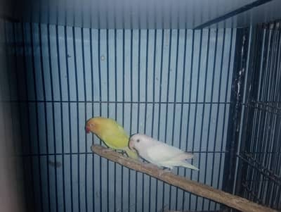 lutino/par blue /albino/ eu wing opline /greenopline/fisher
