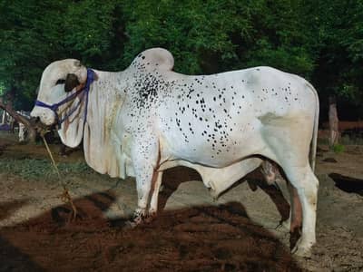 Sahiwal Bachra | Bull  |Qurbani 2026 | 2 Dant Bachra |  wacha |