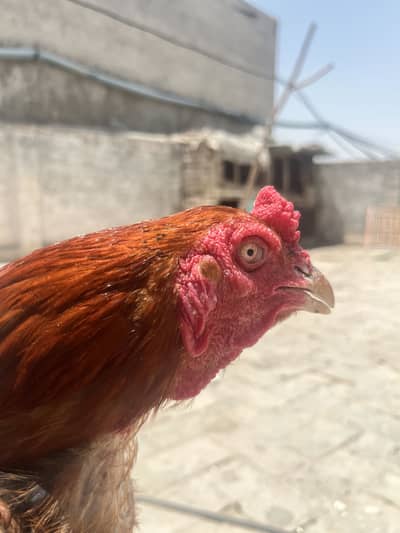 Aseel Murga For sell