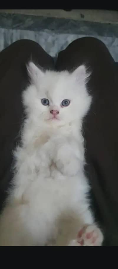 persain cats 3coat