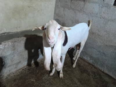 Ablak Gulabi Breader