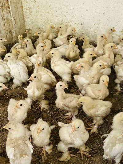White Bantam and Black Bantam Fancy Chicks for Sale