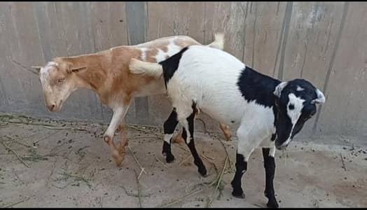2 Danth khassi Taddi