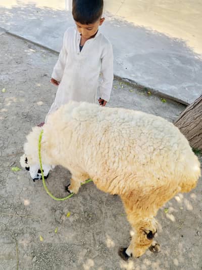 sheep
