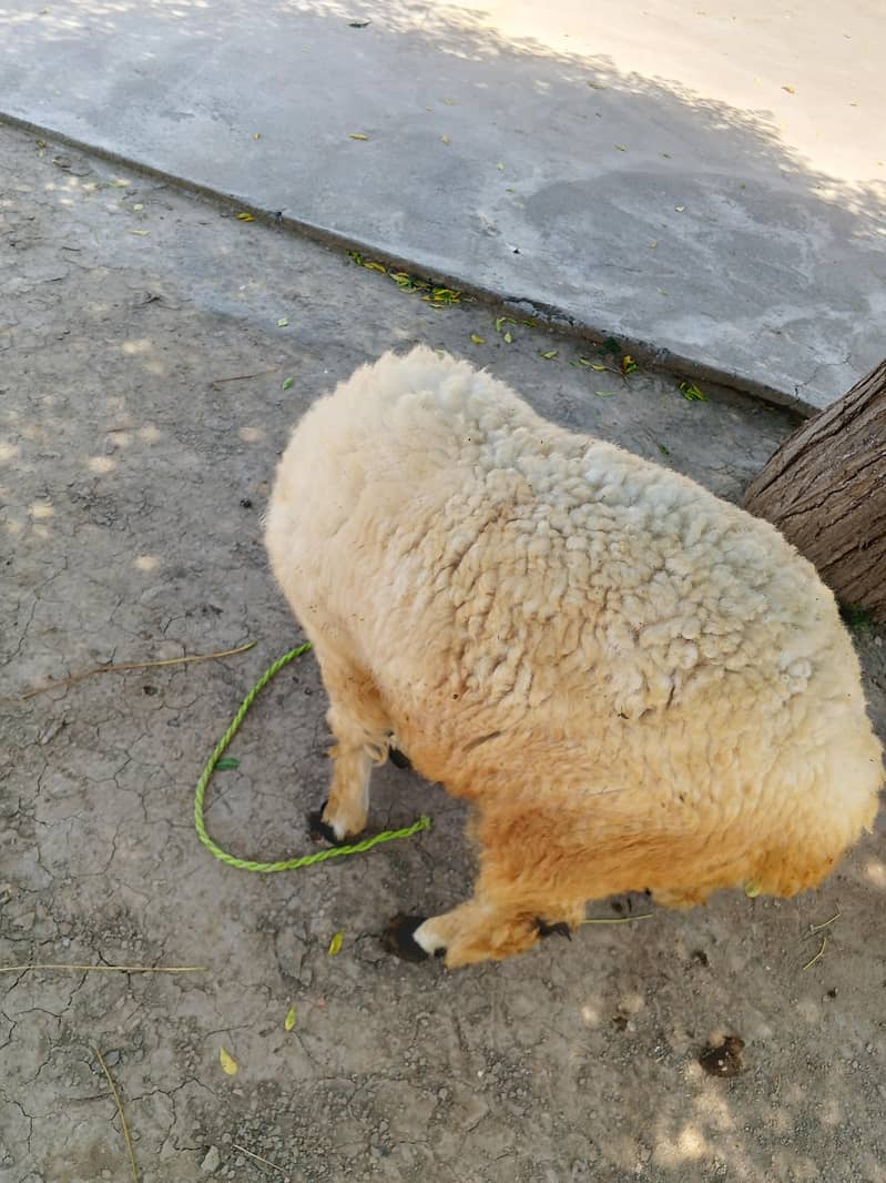 sheep 1