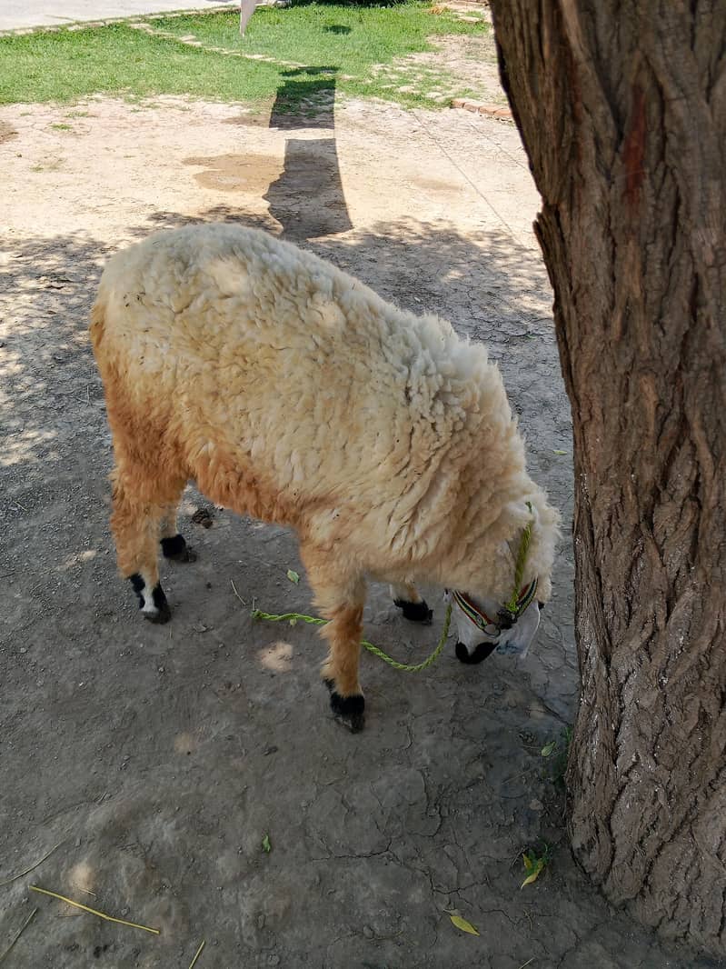sheep 2