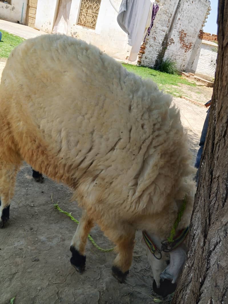 sheep 3