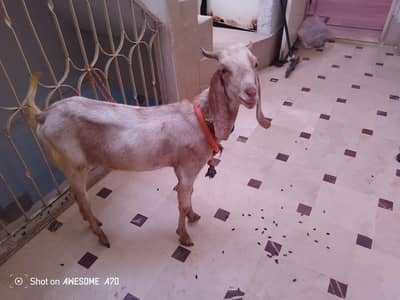 Bakra 2 Daant kahsi