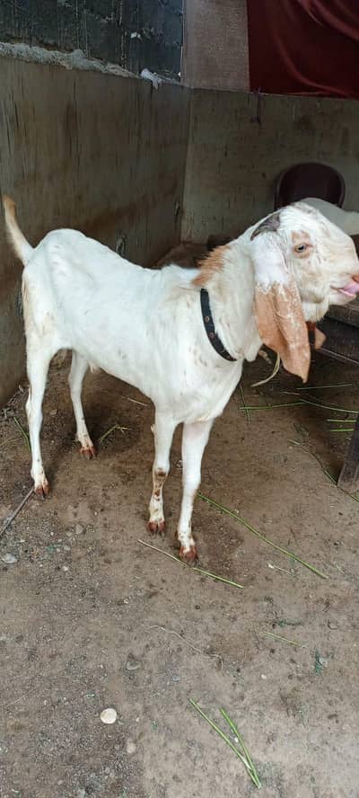 1 Makka Cheni Breeder 1 Bakri Bachy k Sath or 1 path 9 month ki