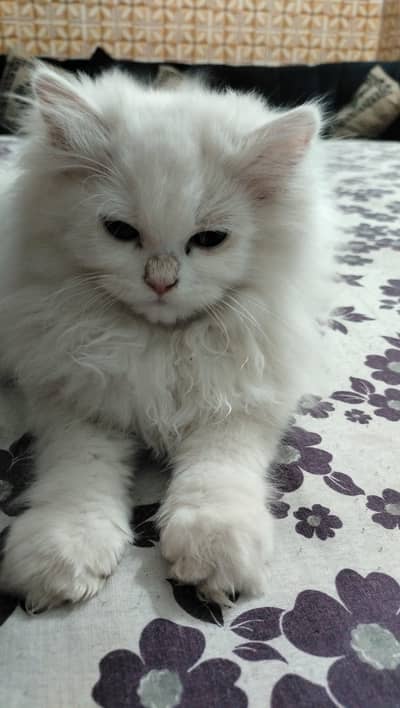 jackie