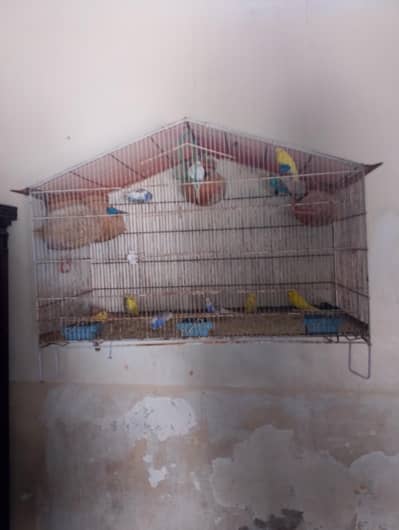 Parrot for sel with cage 12 paece