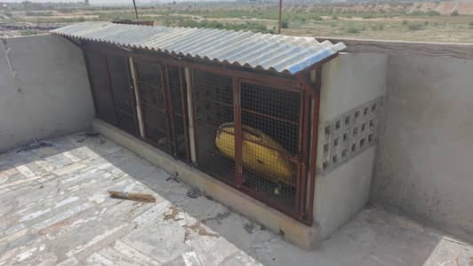 pinjra for sale cage iron cage