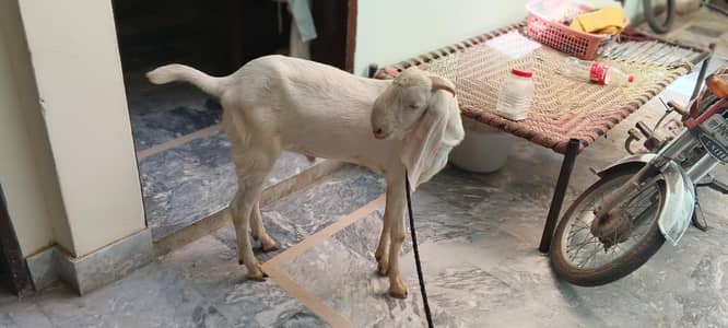 selling goat for sale