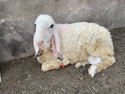 Lela bakra sheep chahtra paido goat kajla