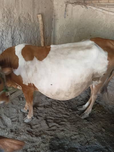 cow for sell