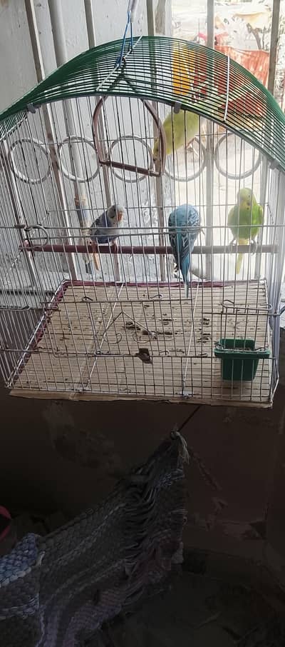 3pair and 1 female