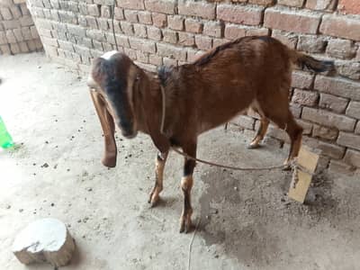 Qurbani 2026 ka Bakra (2 dant Dunda)