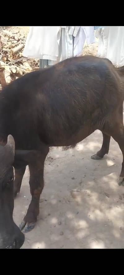 male buffalo for sale