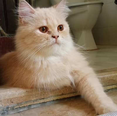 Cute and healthy Persian kitten available for sale  03100375174