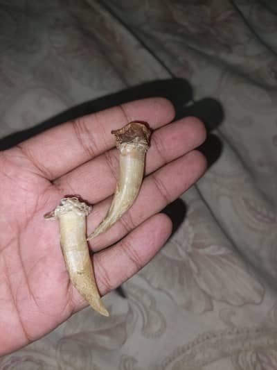 Aseel murga for sale