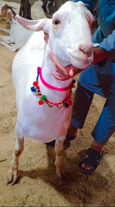 Sindhi |  teddy tapray | Bakry | Goat | 2 Dant Bakry | 2 Dant Goats