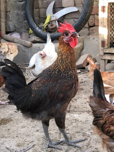Desi murgha available ghar k pala hoa 100% active ready for breed