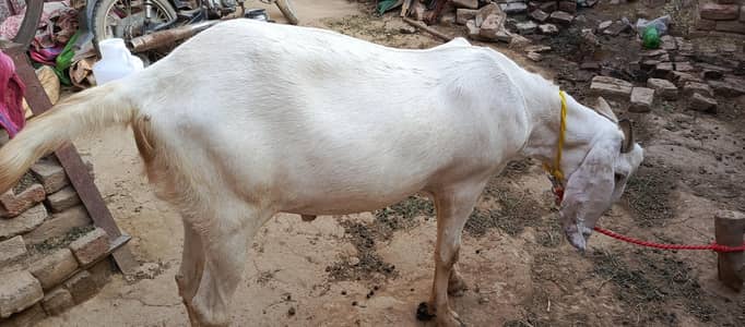 Bakra for sale Ghar ka pala Huwa Desi Rajan pur Nasal 100 Kg Weight