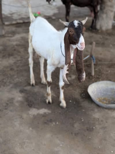 Eid Bakra