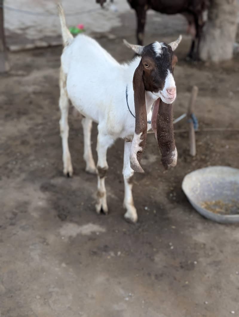 Eid Bakra 0