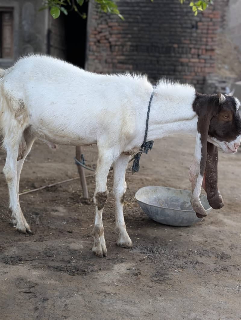 Eid Bakra 1
