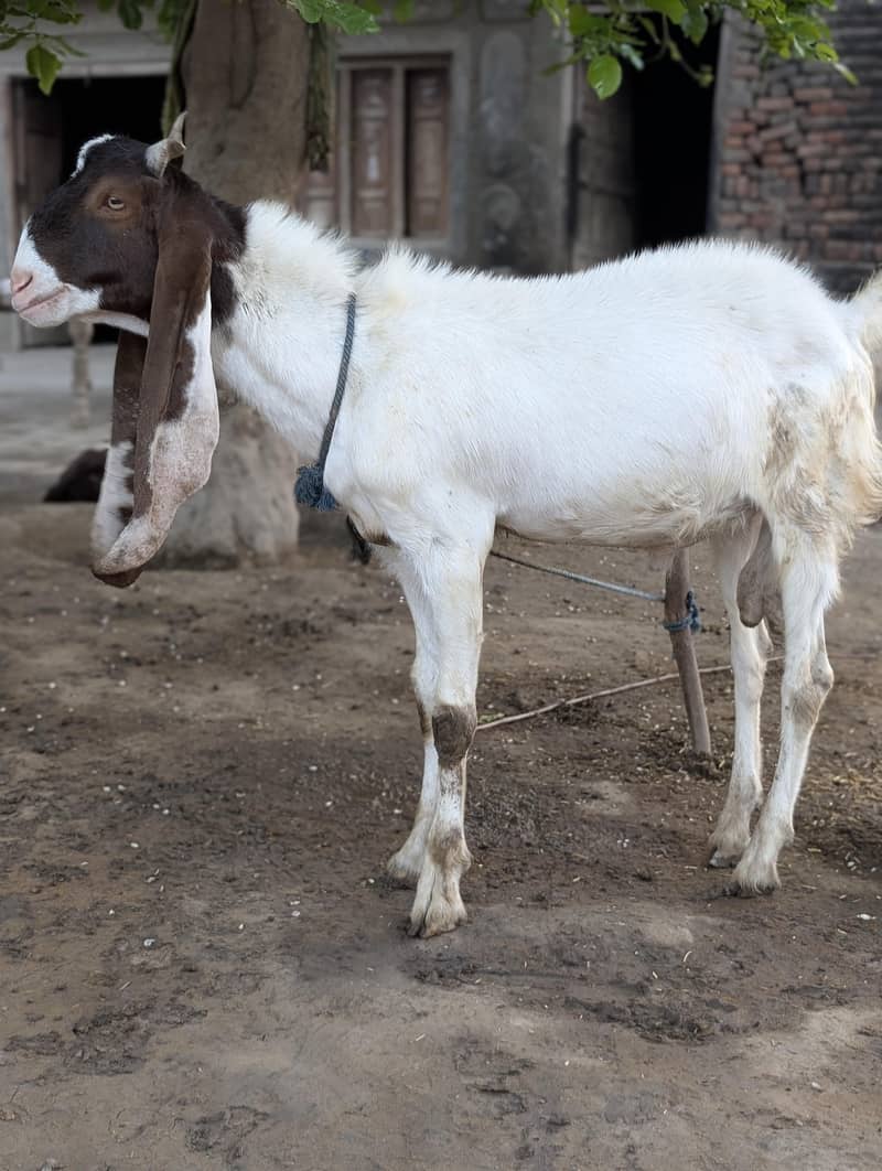 Eid Bakra 2