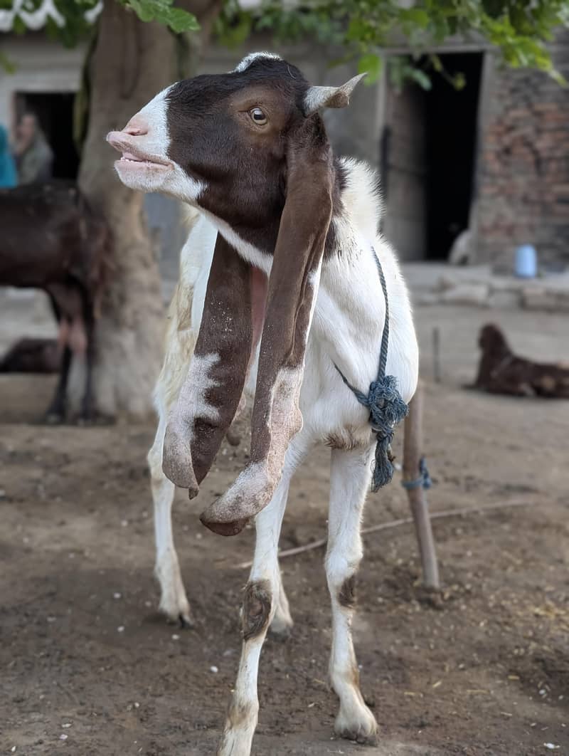 Eid Bakra 3
