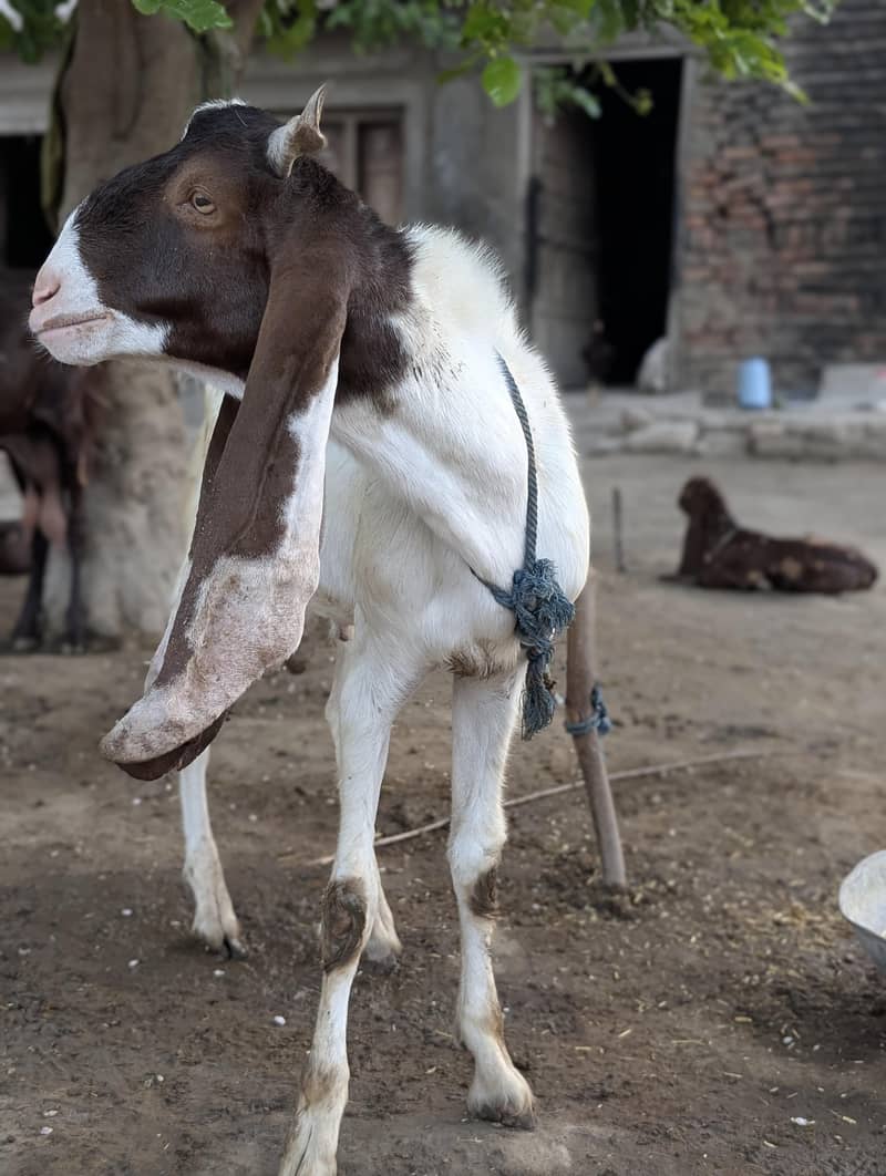 Eid Bakra 4