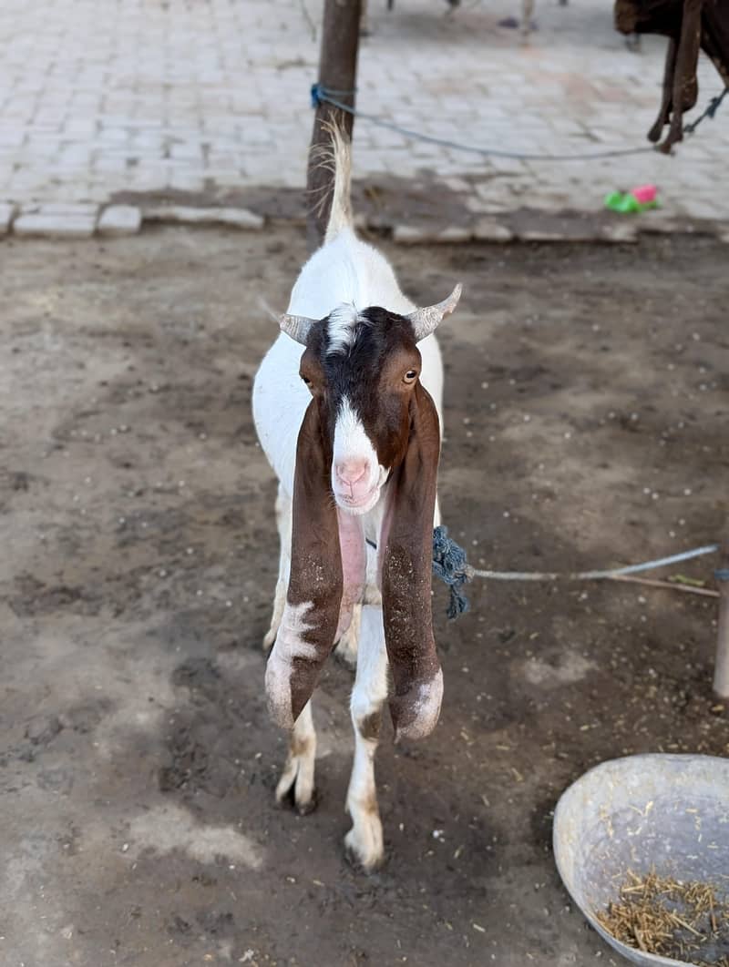 Eid Bakra 5