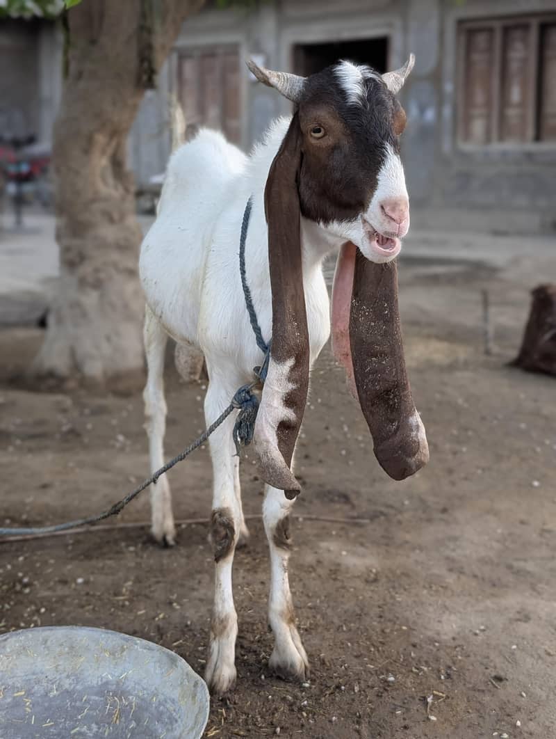 Eid Bakra 6