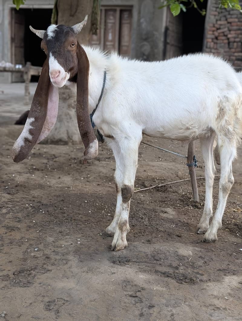 Eid Bakra 7
