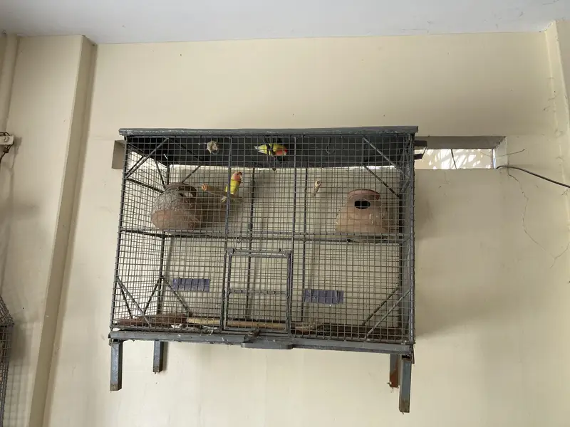 Heavy metal cage strong