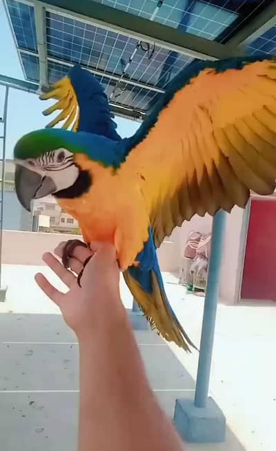 blue gold macaw self/ 03156376925