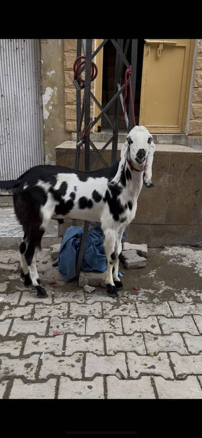 Qurbani ka bakra