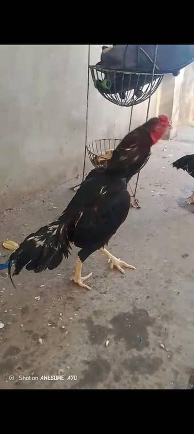 Aseel amroha × lasani cross murga for sale