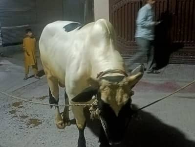 bull for sale