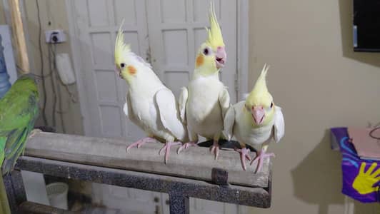 Hand Tame cocatails  ,cream, cenamon cocatails, pied, pearls,