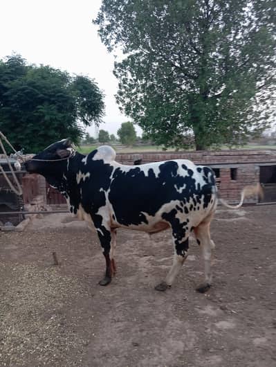 Healthy Qurbani Bulls, Wacha For Sale