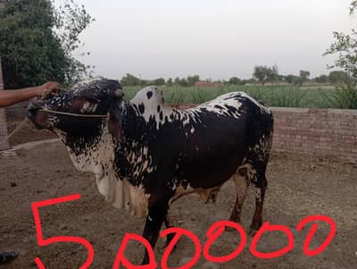 Healthy Qurbani Bulls, Wacha For Sale donda
