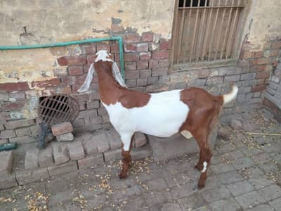 Beautiful khassi Bakra for qurbani
