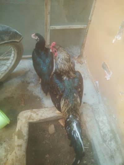 arjant sell Asil black 6000k/ak piur jagere 10k/