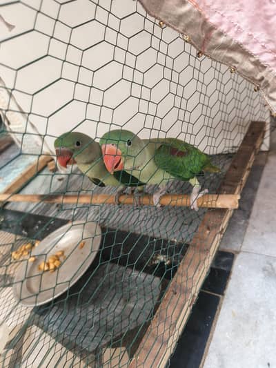 Alexandrine parrot