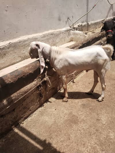 Gulabi bakra for sale Karachi / quarbani bakra
