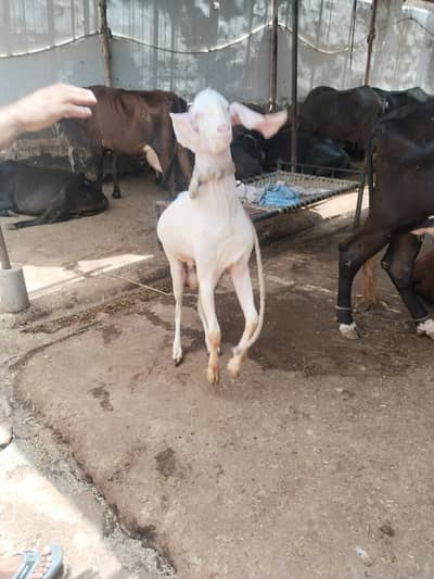 Gulabi bakra for sale Karachi / quarbani bakra