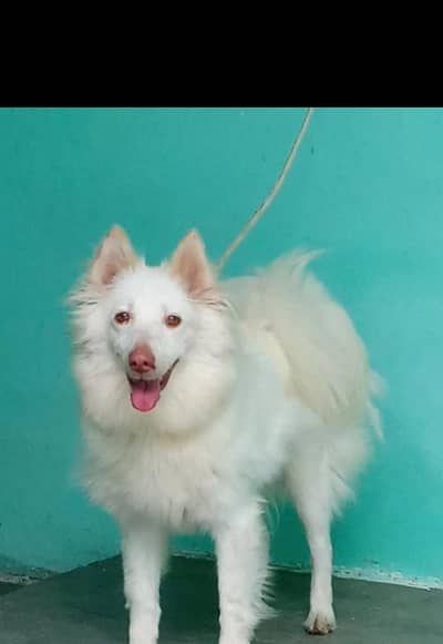 Russian female pink nose long coat for sale